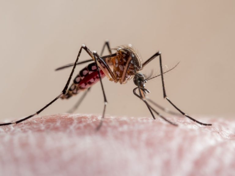 Understanding-How-Mosquitoes-Track-Humans-Can-Save-Lives
