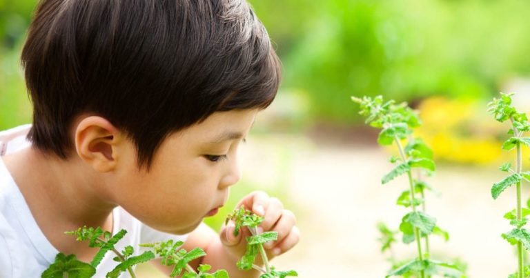 Colorado Children Who Lose Sense Of Smell Set To Receive Olfactory Training