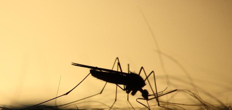 New CRISPR Technologies Are Being Developed To Control Mosquito Illness Spread
