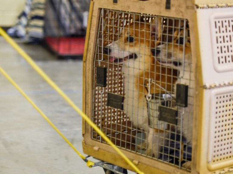 The US Bans The Dogs For 1 Year To Prevent Rabies